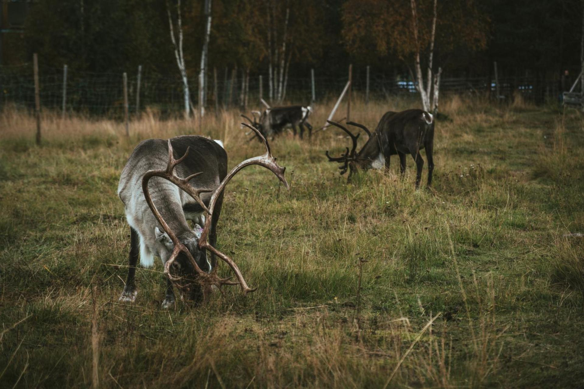 Reindeer Lodge Jukkasjärvi Екстериор снимка